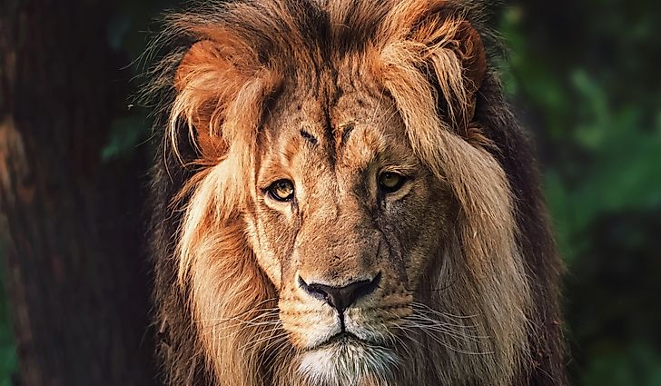 Southwest African Lion Facts: Animals of Africa - WorldAtlas Southwest African Lion Facts: Animals of Africa - WorldAtlas