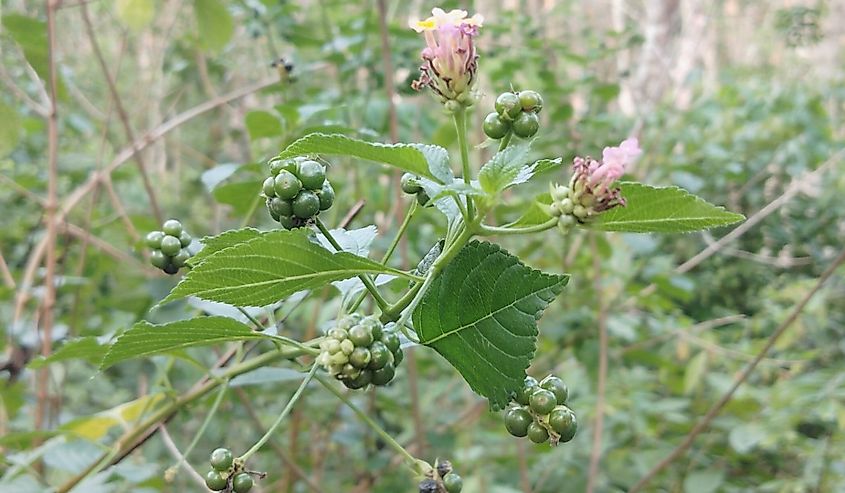 Flowers, leaves and berries of the poisonous shrub Lantana camara