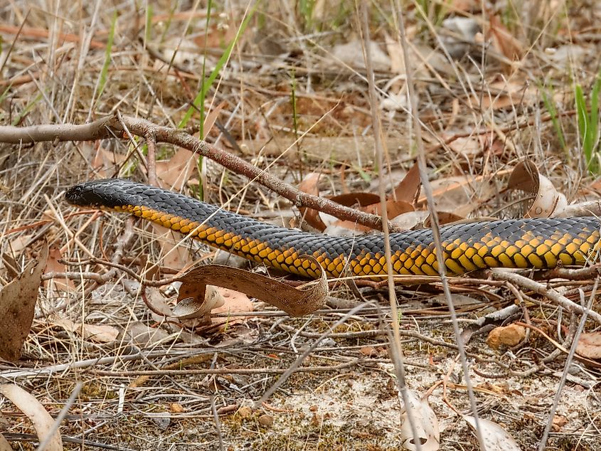 A tiger snake in the grass.