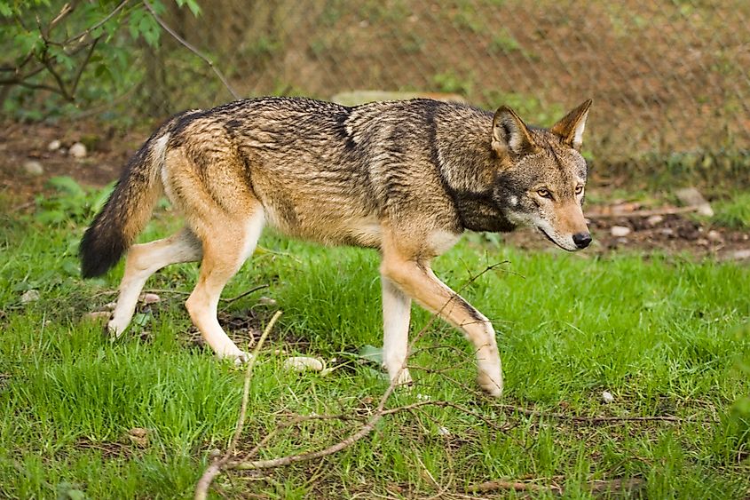 A red wolf in captivity for a captive breeding program for conservation