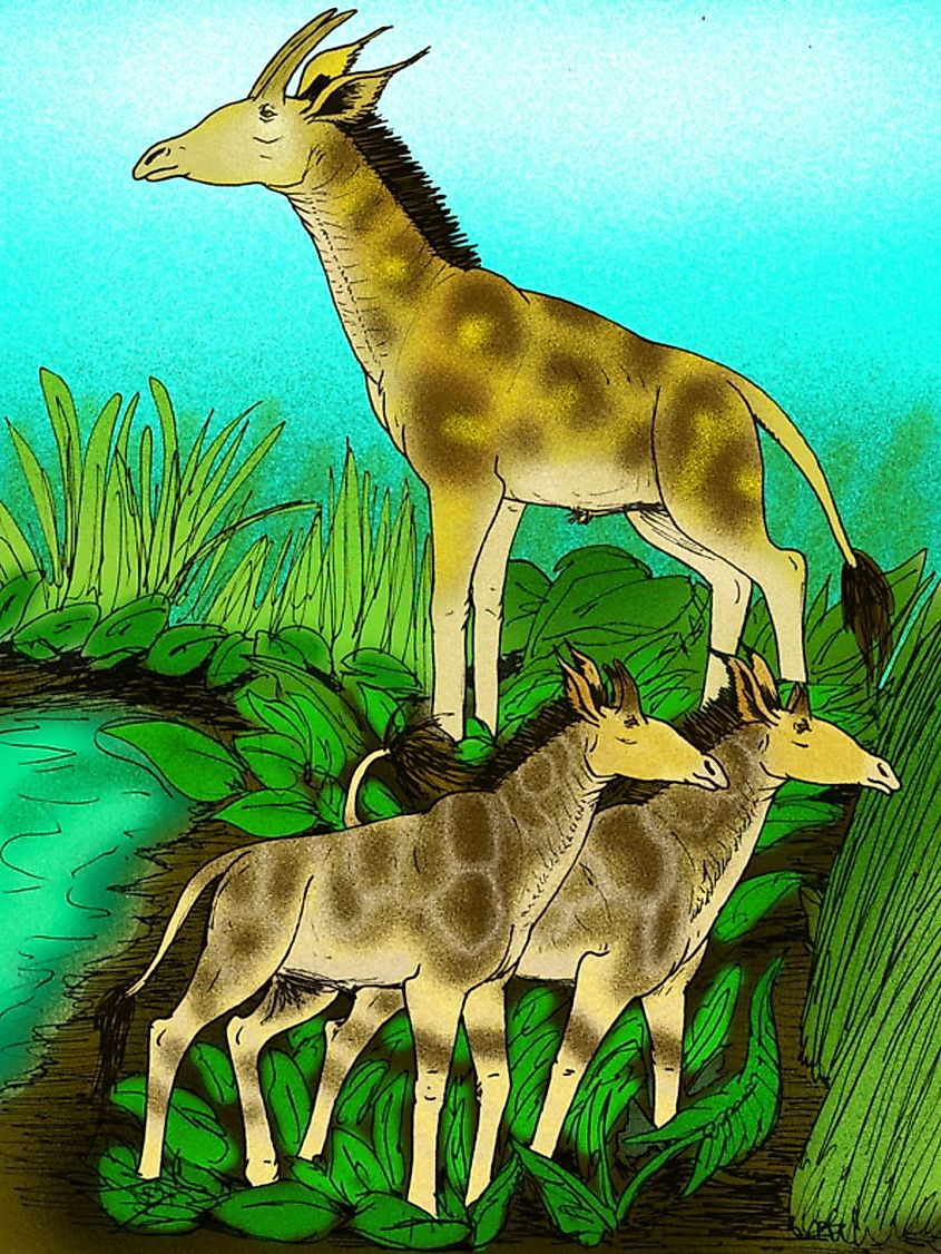 Reconstructions of the Late Miocene giraffids Samotherium major, and a bull and cow of S. boissieri, from Late Miocene Greece