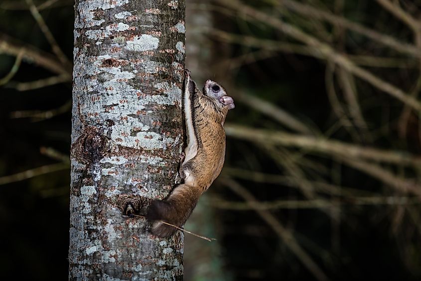 Northern Flying Squirrel