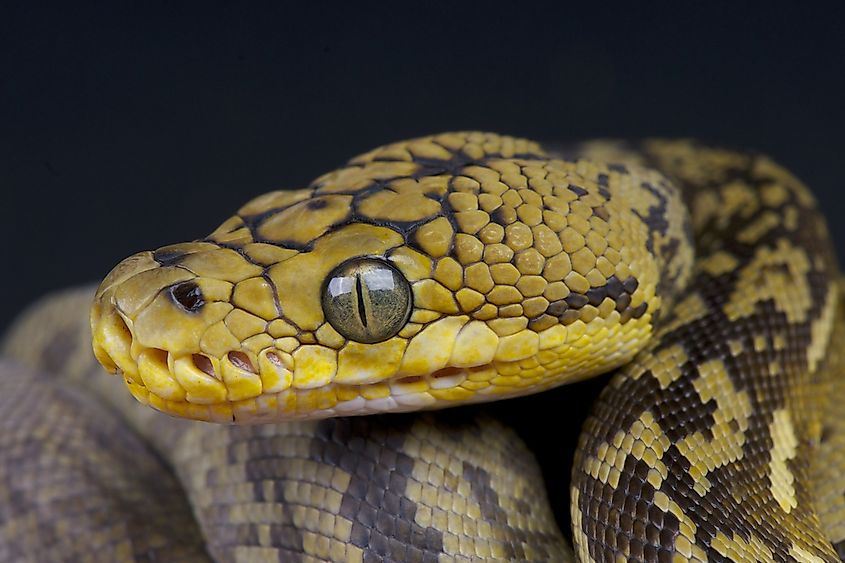 A Timor python in dry brush showing its slender build and pale ground color.