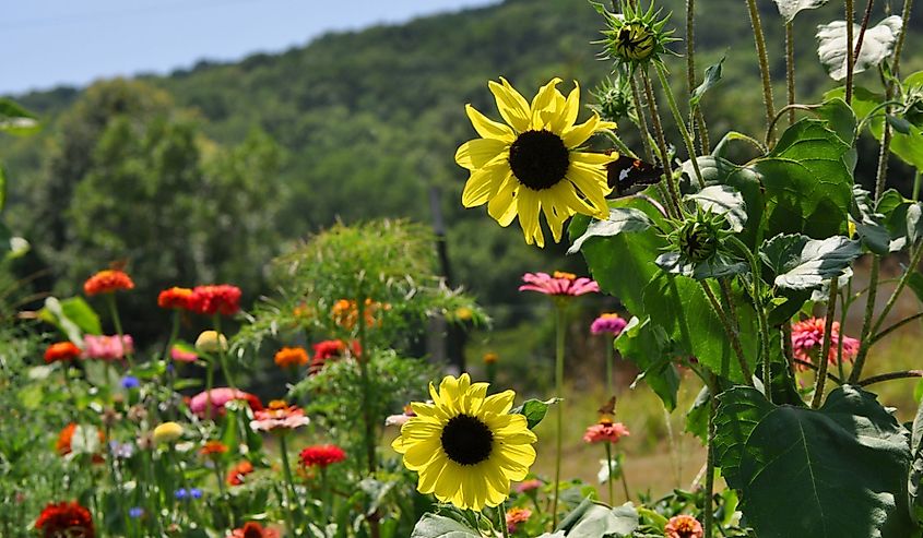 Wildflower Mountain scene Woodville, Alabama