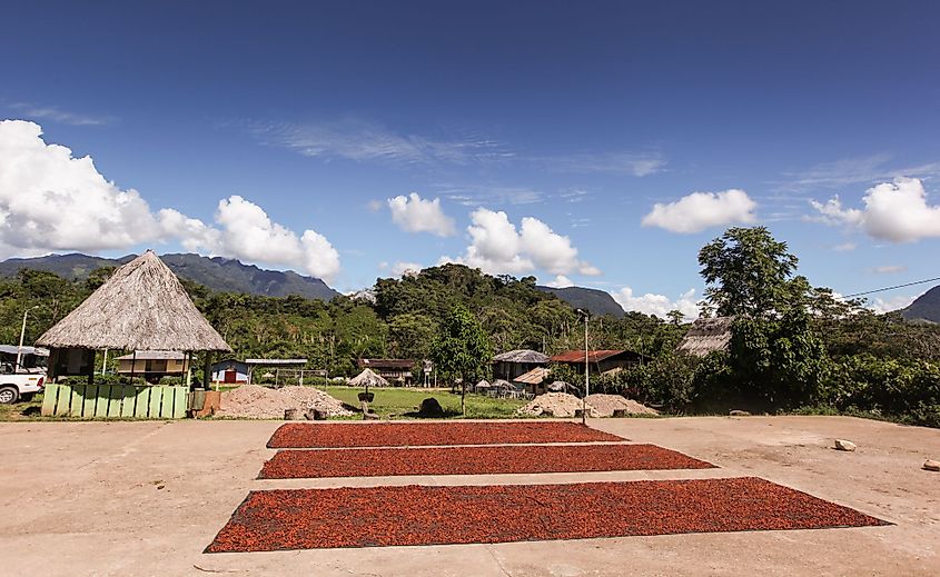 A photo of collecting and drying cocoa beans in Huayhuantillo village near Tingo Maria in Peru. 