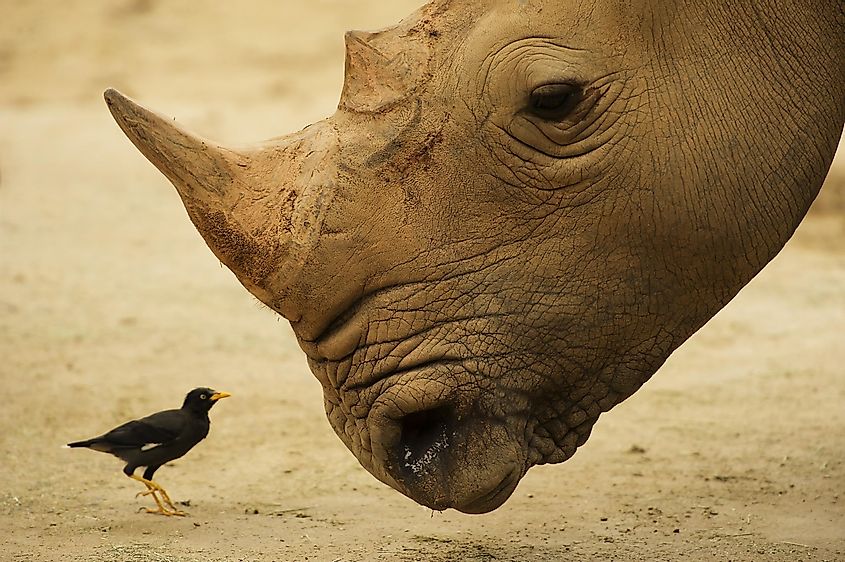 An oxpecker and rhino face to face