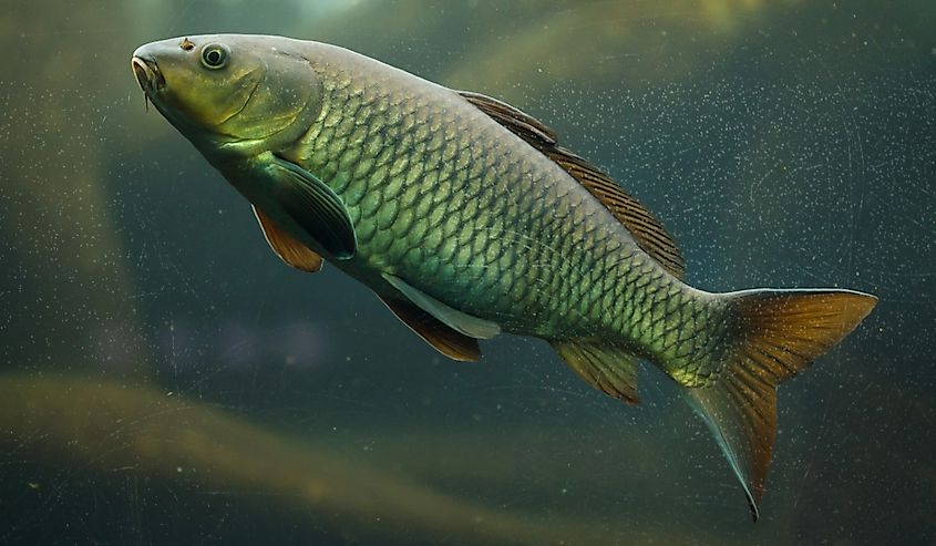 Common carp (Cyprinus carpio).
