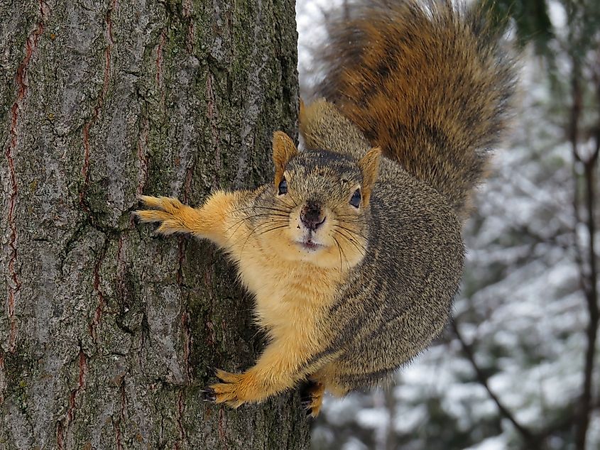 A fox squirrel (Sciurus niger) climbing a tree trunk.