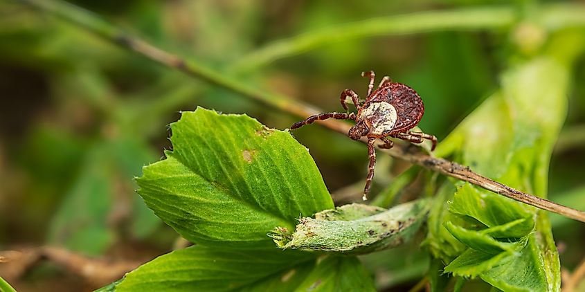 A Rocky Mountain wood tick on a stalk of vegetation.
