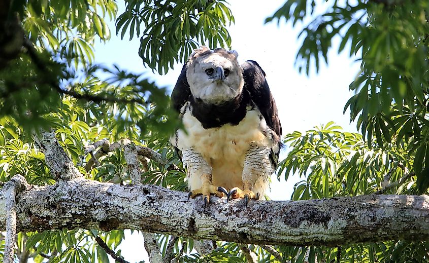Harpy Eagle (Harpia harpyja) in Ecuador.