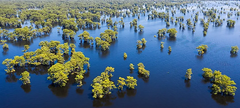 Cypress trees standing in the still water of the Atchafalaya Swamp.