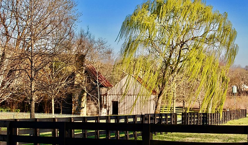 Willow trees on Leiper's Fork Road near Nashville, Tennesee.