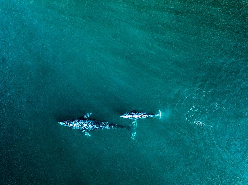 Gray whales migrating