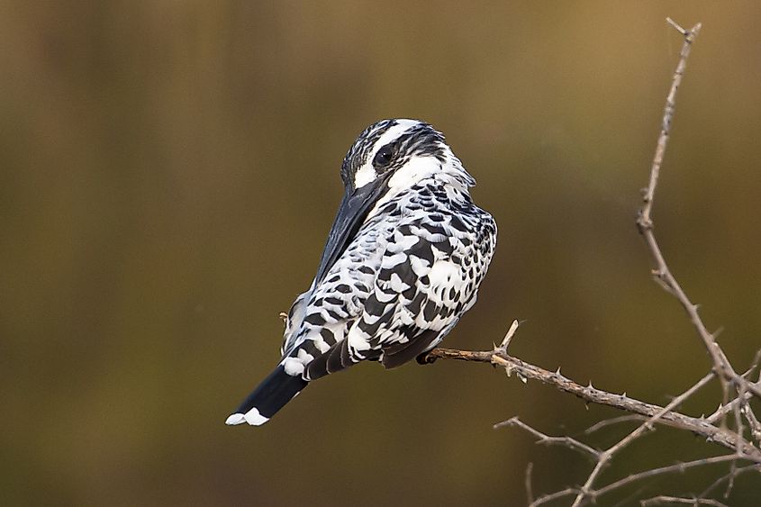 Pied kingfisher in Ranthambhore National Park