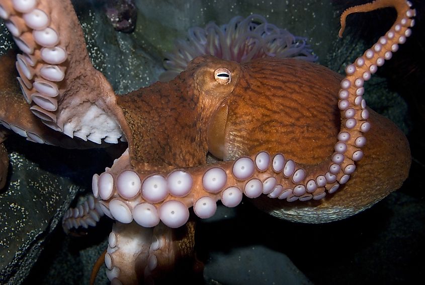 A giant pacific octopus at the Aquarium of the Pacific.