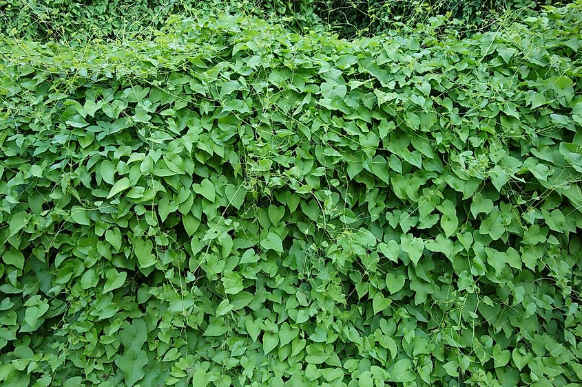 A wall and trees buried under a blanket of kudzu vine