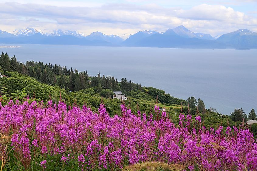 Flowers in Homer, Alaska.