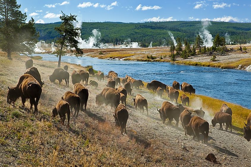 A herd of bison moves quickly along the Firehole River in Yellowstone National Park