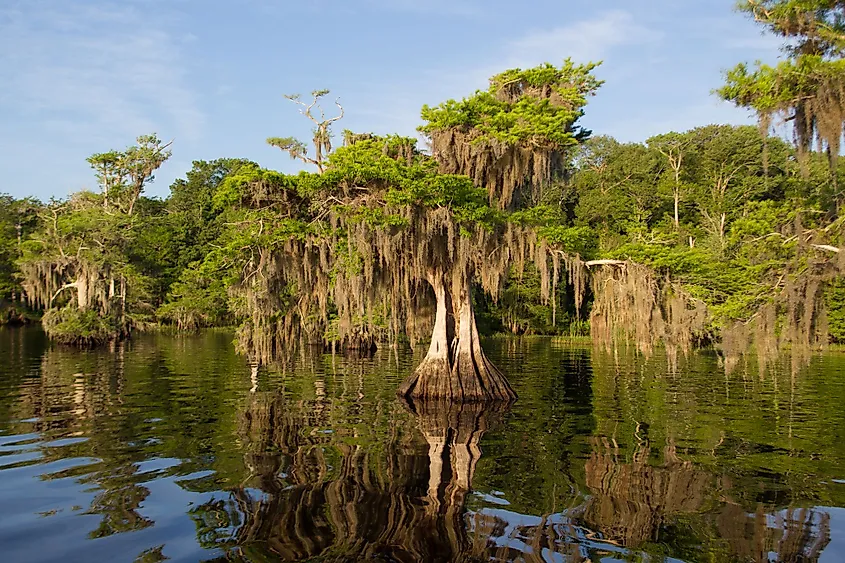 Sunrise in the Cypress Trees at Blue Cypress Lake, Florida