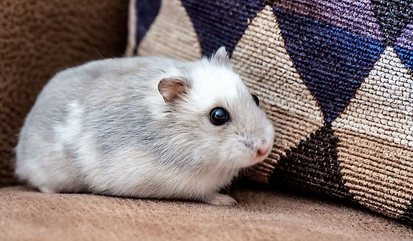 Close-up of a winter white dwarf hamster resting on a brown sofa