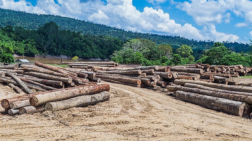Logging in Borneo