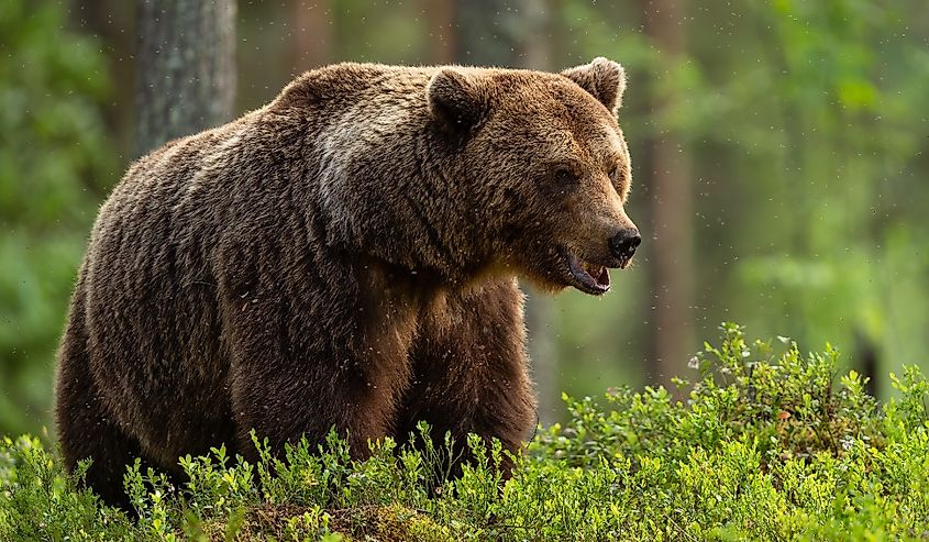 European brown bear in forest at summer