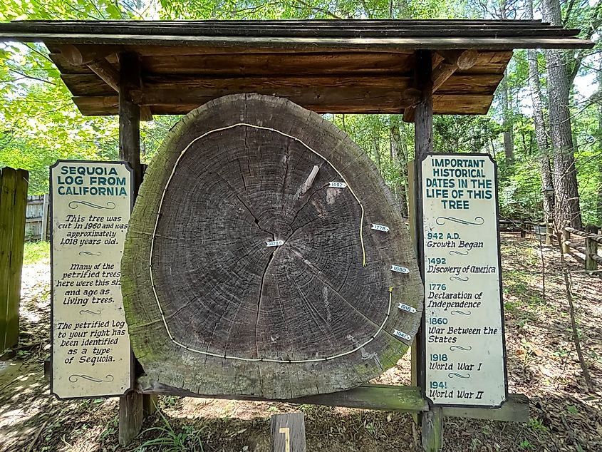 A petrified log at the Mississippi Petrified Forest.