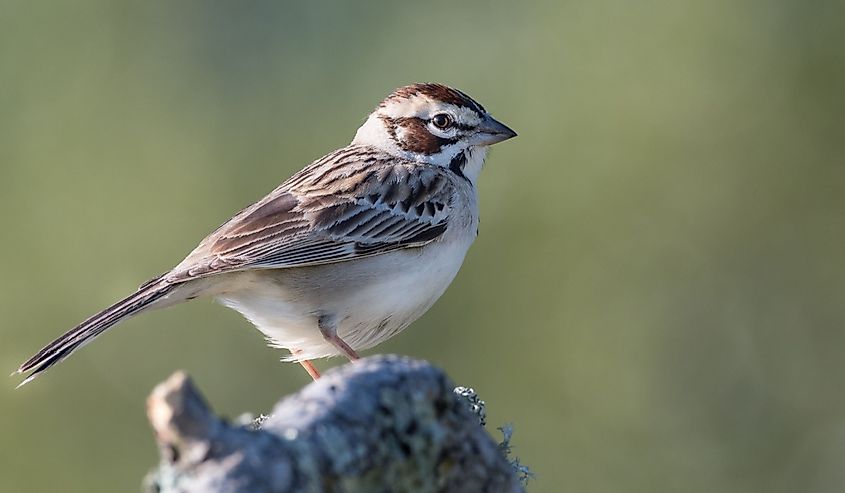 Lark Sparrow perched on mossy branch with green background