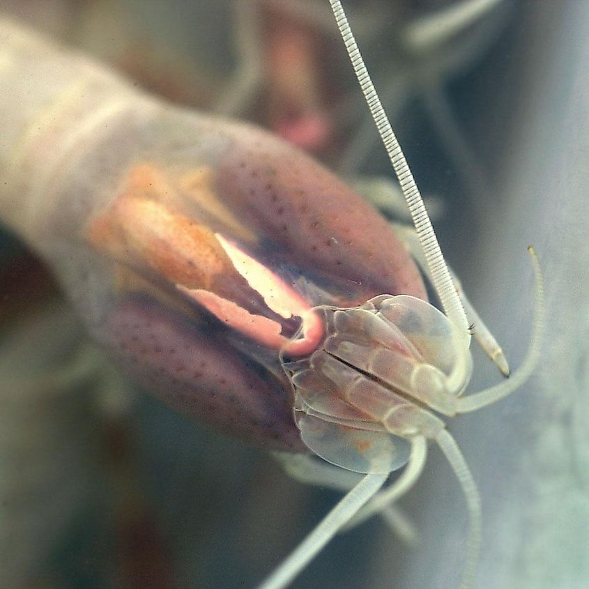The Rimicaris shrimp, which lives close to hydrothermal chimneys. Editorial credit: null, CC BY 4.0, https://commons.wikimedia.org/w/index.php?curid=155085755