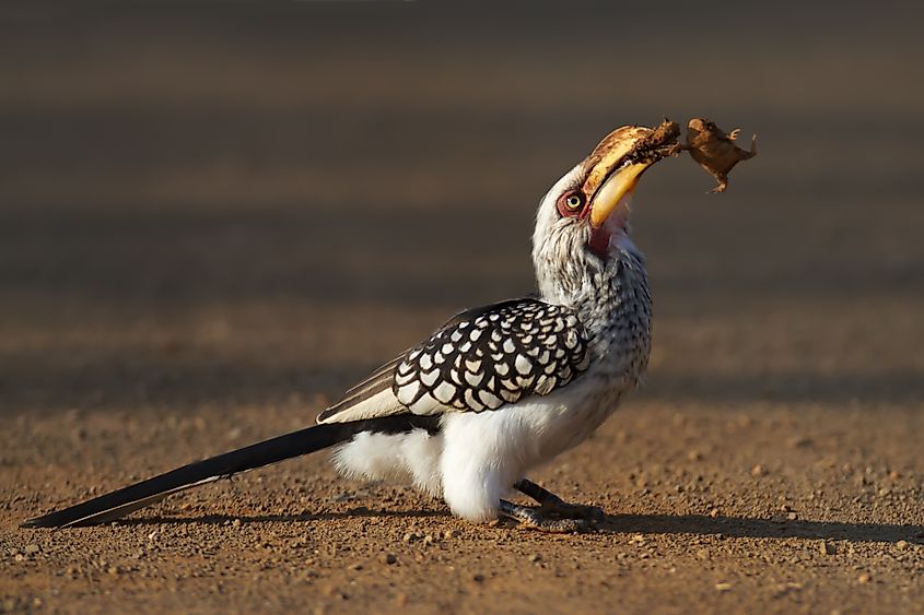 Southern yellowbilled hornbill eating a frog (Kruger National Park