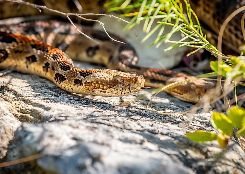 A Timber Rattlesnake.