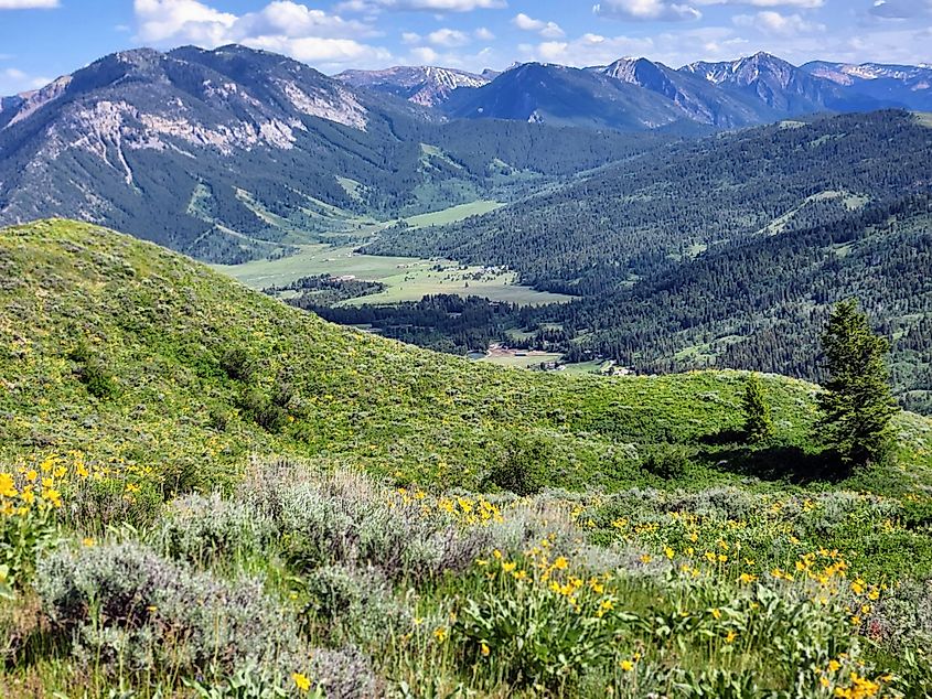 Bridger Teton National Forest.