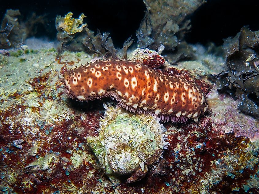 Sea cucumber