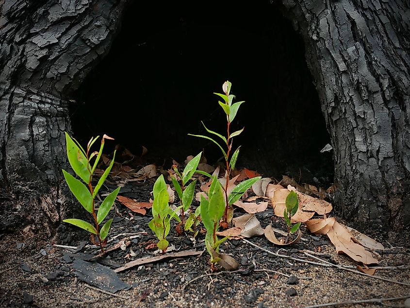 New green shoots growing after a bushfire, framed by charred bark from a tree.