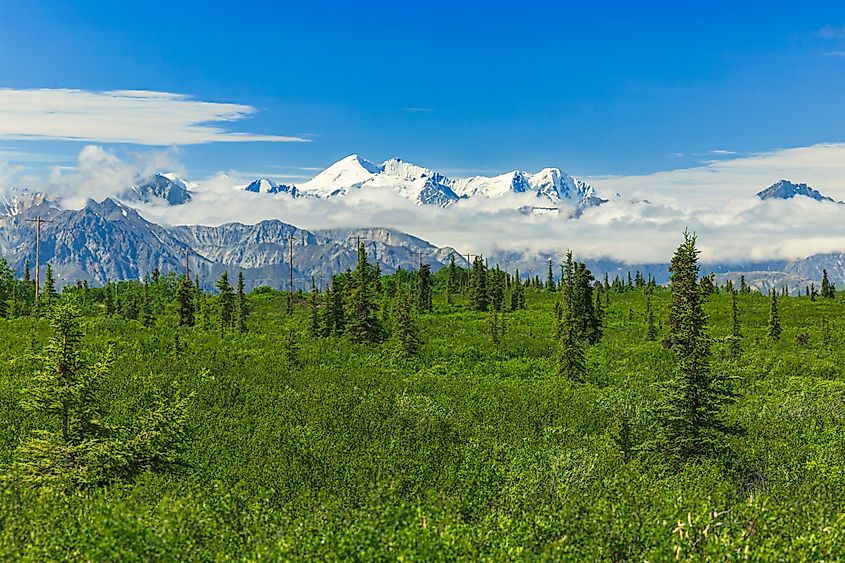 Denali National Park and Preserve, Alaska, United States, North America.