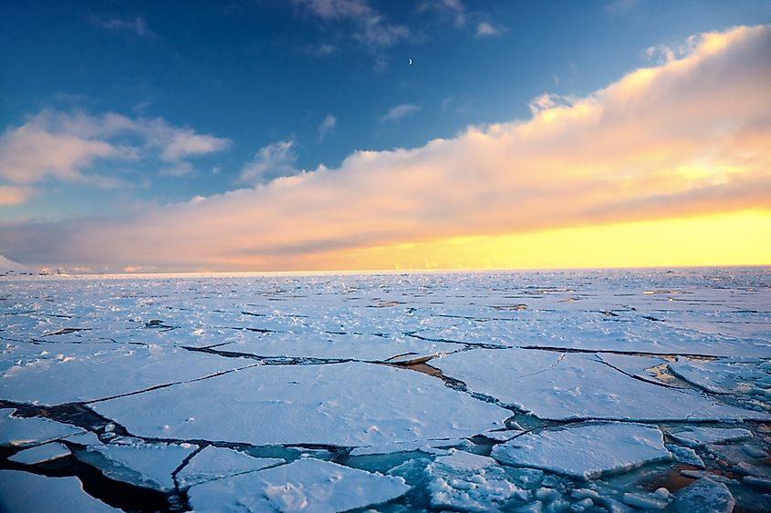 What Animals Live At The North Pole? - WorldAtlas What Animals Live At The North Pole? - WorldAtlas