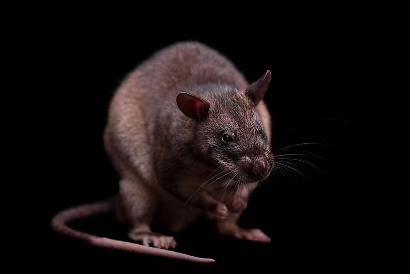 Top 10 Animals With The Best Sense Of Smell