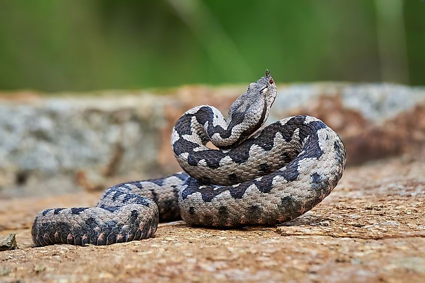 Nose-Horned Viper male preparing to strike (Vipera ammodytes).