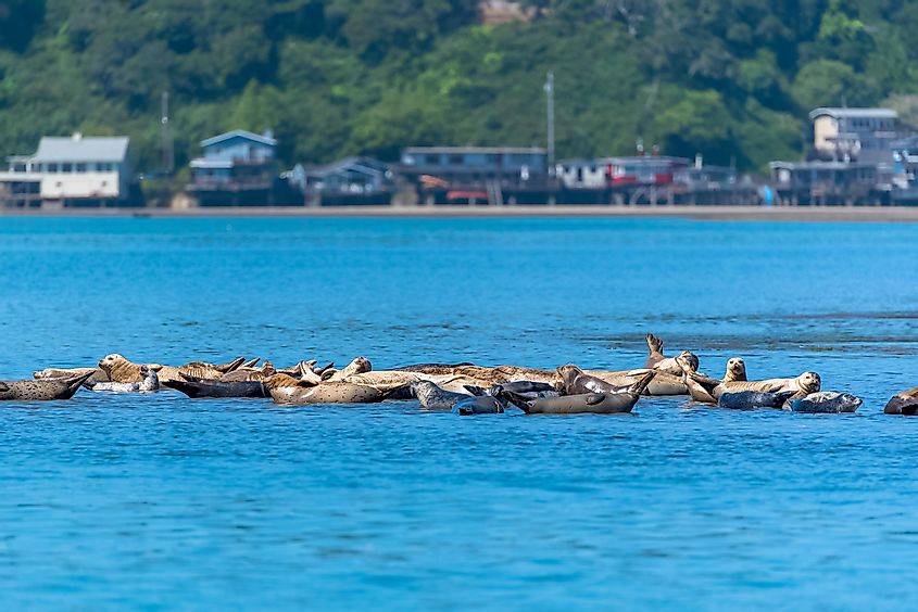 Colony of harbor seals in front of the village of Bolinas in California, with the babies playing in the mud