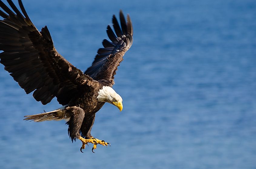 A magnificent bald eagle getting ready to hunt.