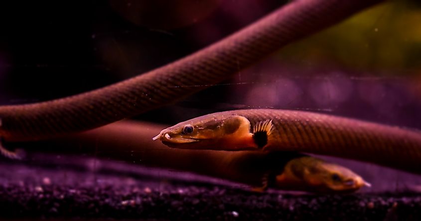 Northern snakehead fish with a long body and large mouth