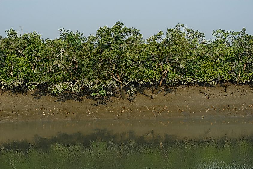 Only 100 tigers left in Bangladesh's famed Sundarbans forest