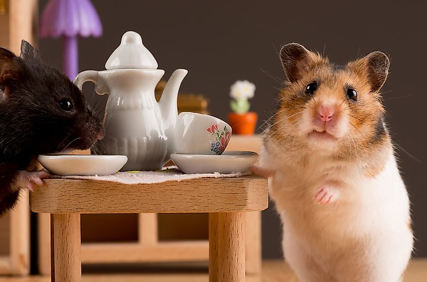 Other mammal species are also fairly common, and these include animals like hamsters and guinea pigs, which have the advantage of being extremely cute.