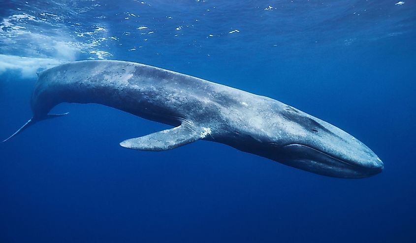 Blue whale in Mirissa Sri Lanka