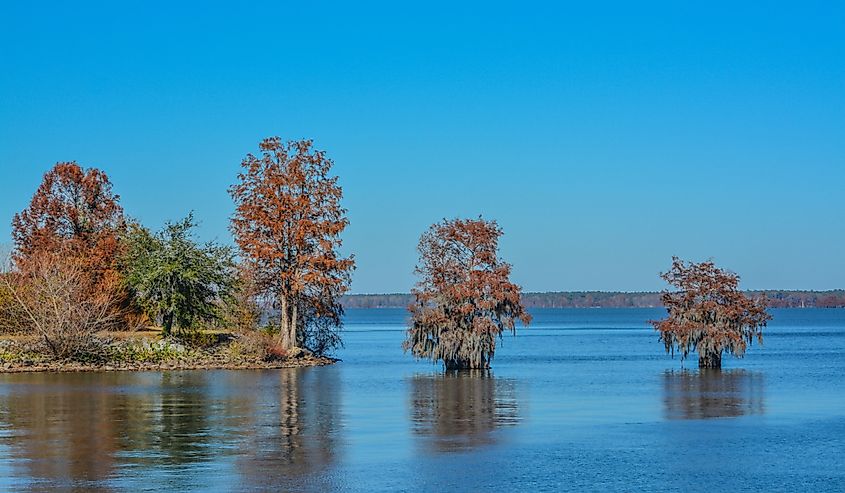 Cypress Trees with Spanish Moss growing on them. In Lake Marion at Santee State Park, Santee, Orangeburg County, South Carolina