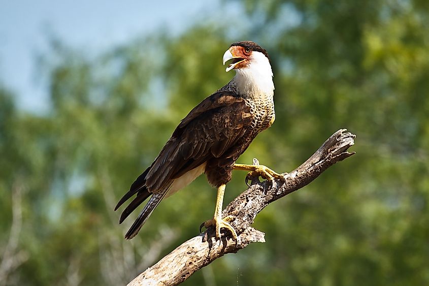 Crested caracara with a black cap and orange face