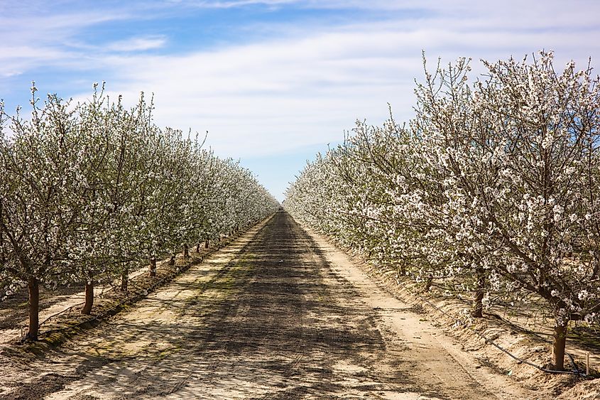 Almond Orchards in Fresno, California.