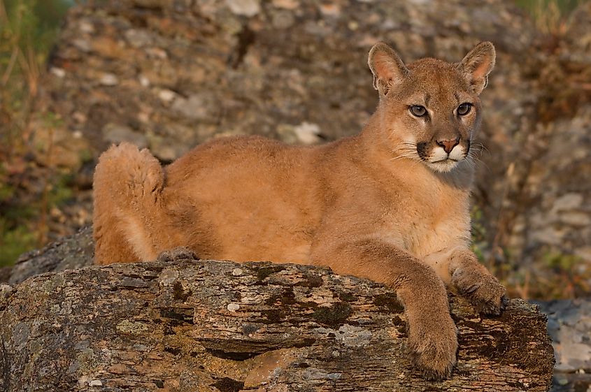 A Mountain Lion stalks prey on the boundary of Glacier National Park in Montana.