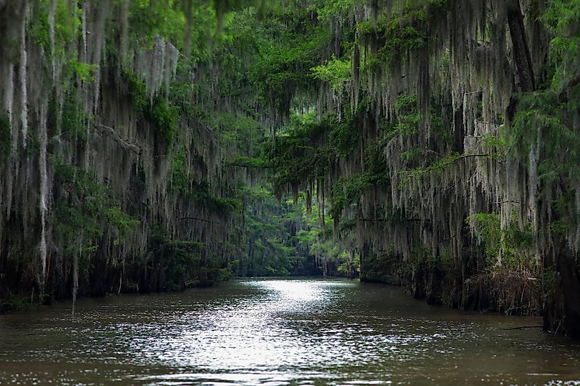 Caddo Lake