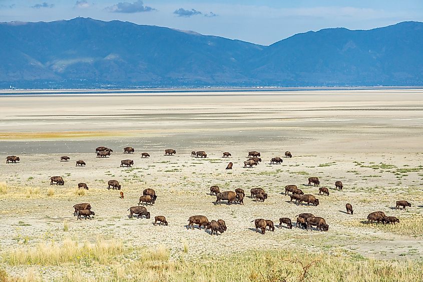 Antelope Island